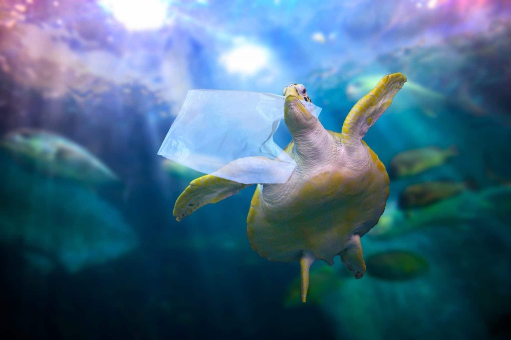 alternatives to single-use plastics