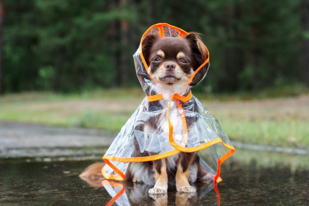 pets safety in hurricanes and storms
